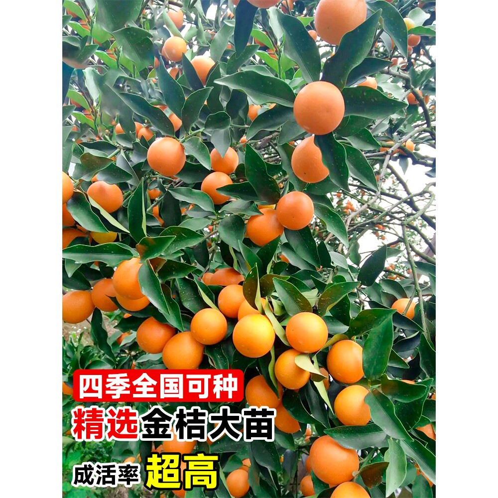 金桔树树苗广西脆皮果树盆栽无籽橘子果苗四季脆蜜砂糖橘可吃食用