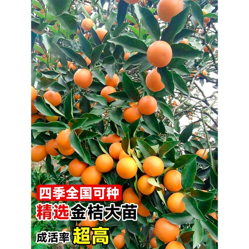 金桔树树苗广西脆皮果树盆栽无籽橘子果苗四季脆蜜砂糖橘可吃食用