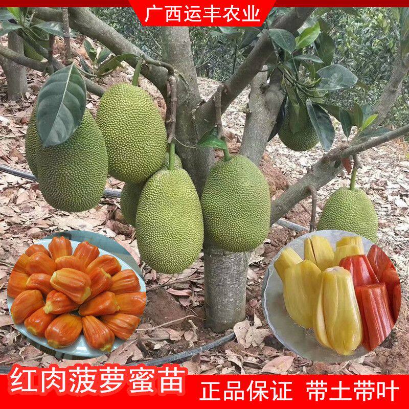 红肉菠萝蜜苗嫁接苗新品种5号泰8泰12红肉果树苗盆栽地栽庭院种植