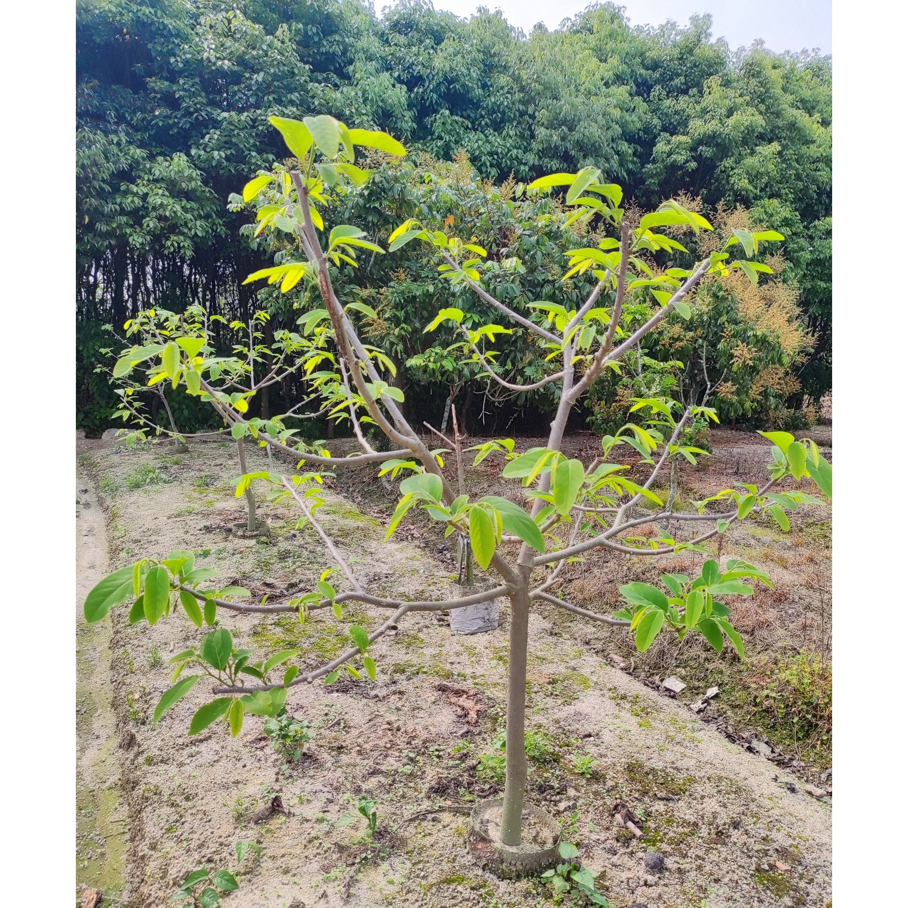 大颗 释迦果苗嫁接番荔枝释迦果树苗凤梨佛陀果苗南方种植树苗