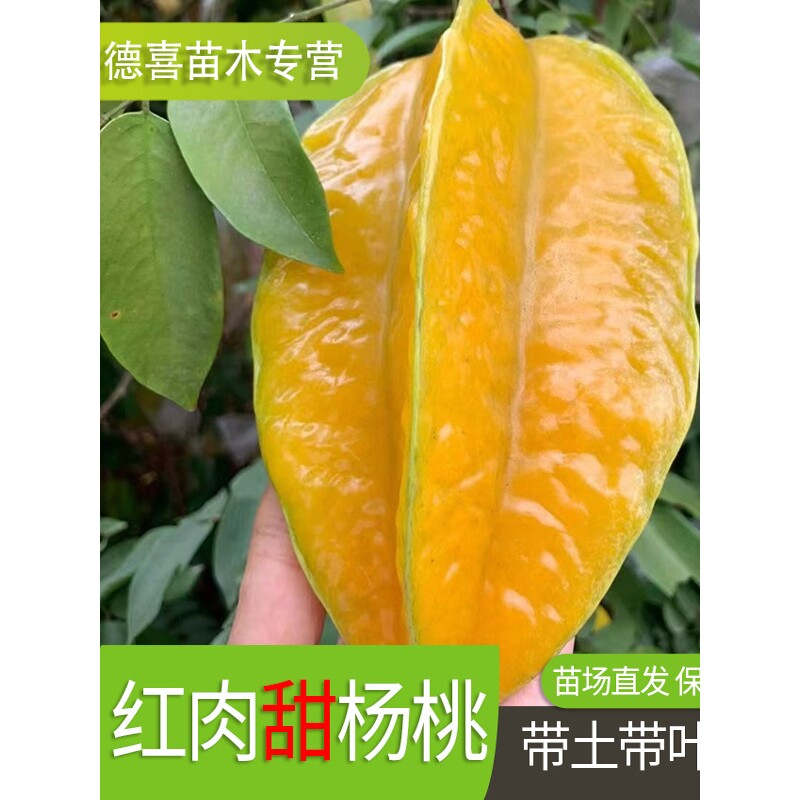 杨桃苗台湾四季杨桃树苗嫁接纯甜红肉杨桃青杨桃果苗盆栽庭院种植