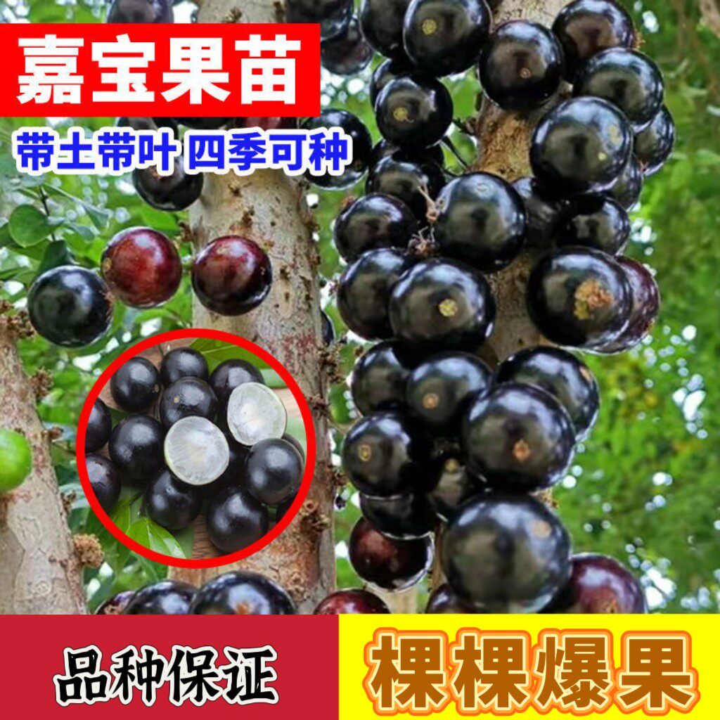正宗四季嘉宝果苗树树葡萄沙巴艾斯卡果树南北方阳台庭院种植盆栽