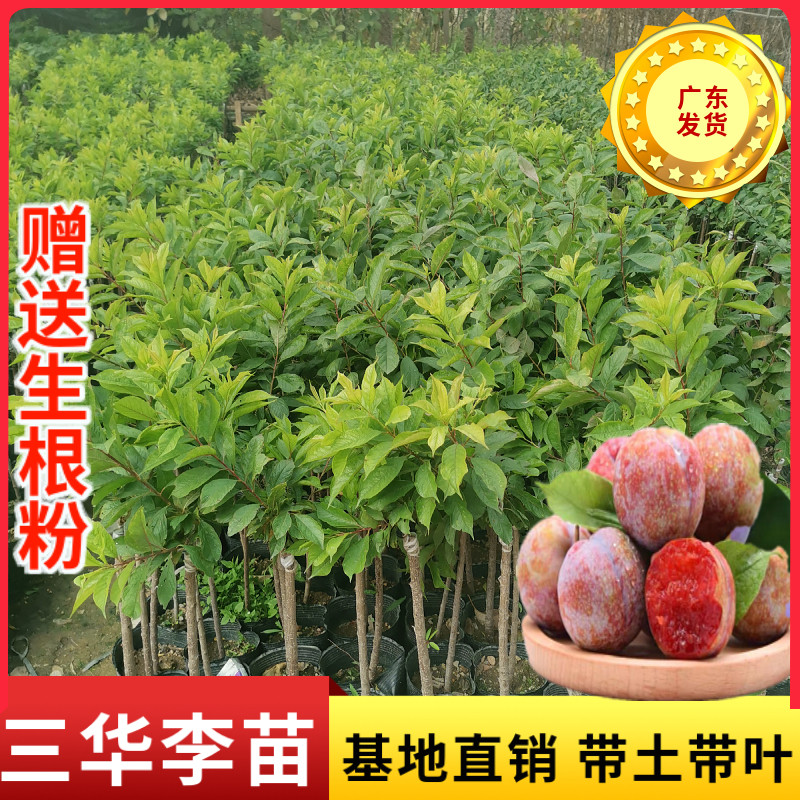 三华李树苗 正宗早生三华李苗嫁接苗 带叶带土李子苗当年结果树苗