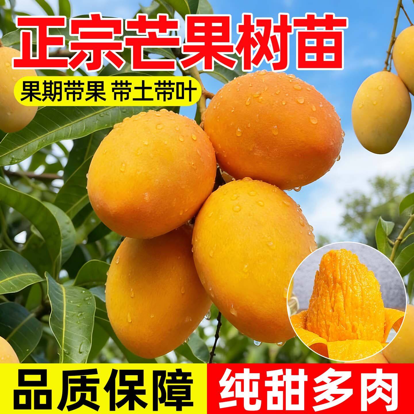 芒果树苗正宗果树苗金煌芒四季果树庭院地栽盆栽南方带土带叶好养