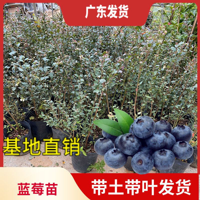 蓝莓树苗盆栽水果南方北方种植庭院阳台当年开花结果 蓝莓苗