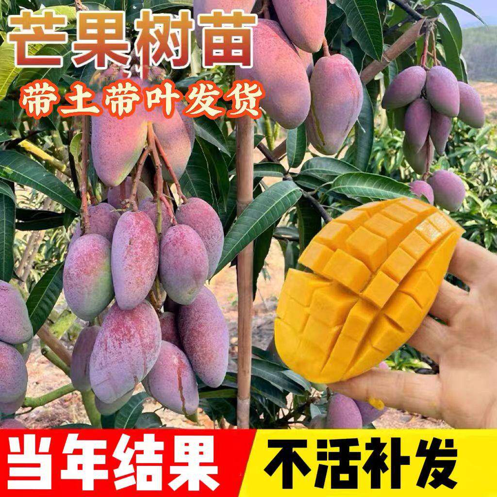 芒果苗树嫁接金煌桂七芒四季芒果树苖红贵妃当年结果庭院阳台盆栽