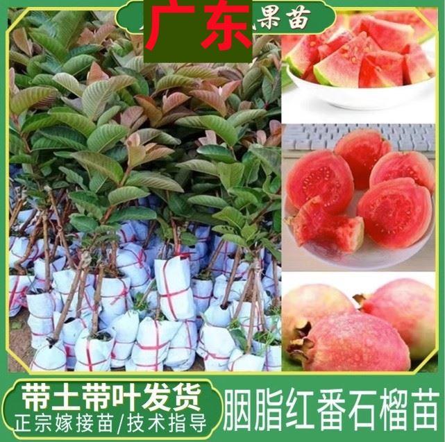 番石榴树果苗嫁接台湾四季番石榴红宝石无籽少籽红心芭乐树苗带土