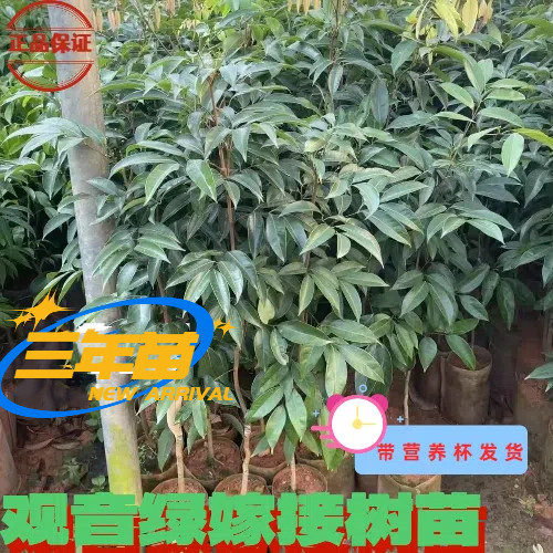 观音绿三年嫁接果树苗带营养杯易存活保真可盆栽地载3年苗带叶正