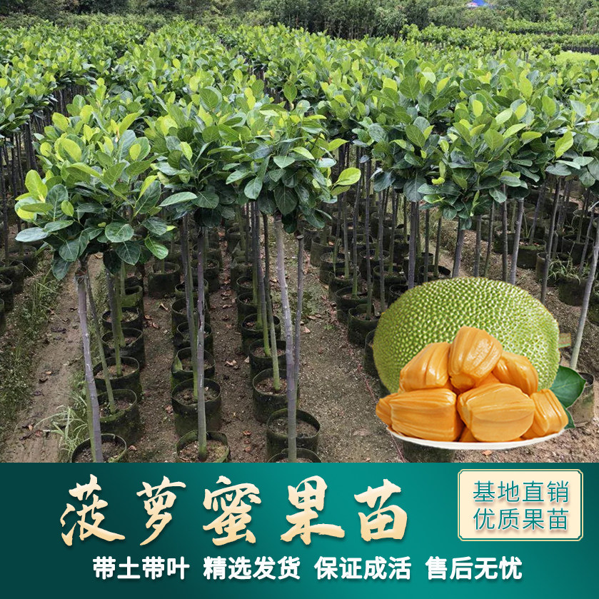 菠萝蜜树树苗四季红肉菠萝蜜苗马来西亚1号黄肉嫁接苗干苞果树苗