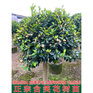 含笑花树苗盆栽香妃树苗芳香植物耐寒四季常青庭院阳台室内外含笑