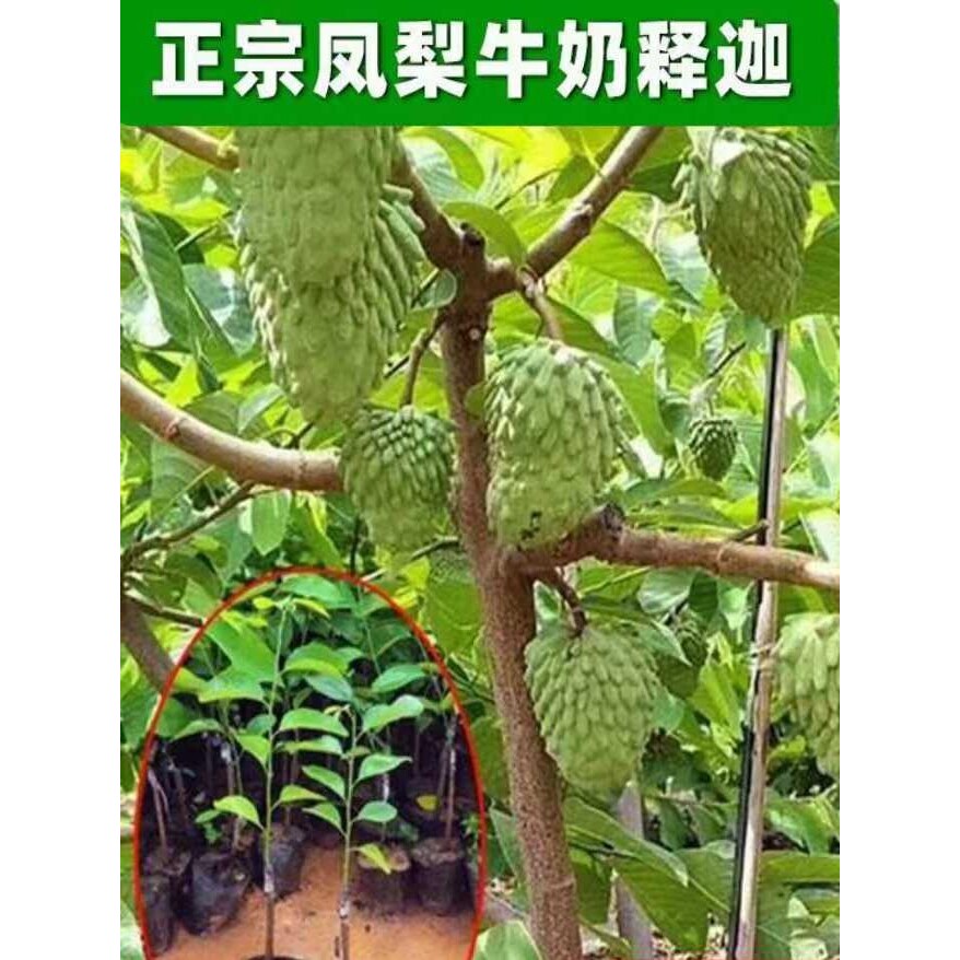 释迦果苗嫁接台湾凤梨释迦苗特大牛奶释迦番荔枝林檎南北方果树苗