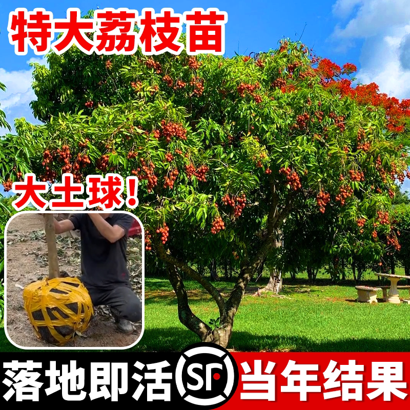 荔枝树苖妃子笑桂味荔枝树果苗南方种植庭院地栽矮化盆栽当年结果