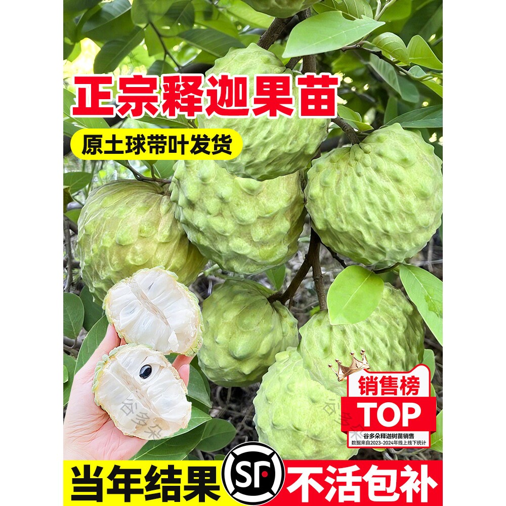 凤梨释迦果苗台湾嫁接果树榴莲释迦番荔枝庭院南方种植盆栽地栽苗