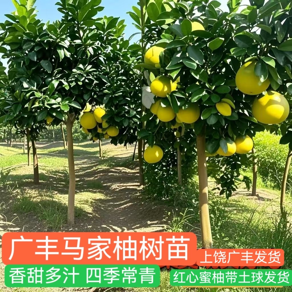 广丰大南马家柚子树苗南北方种植大果树红心肉蜜柚嫁接庭院盆地栽
