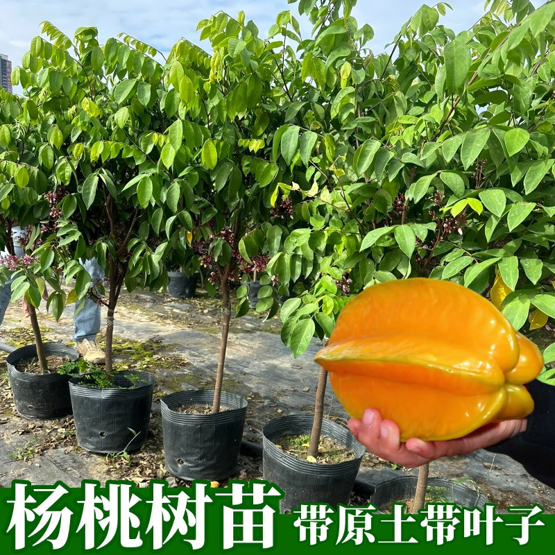 杨桃树苗嫁接苗南北方种植庭院盆栽地栽阳台种植当年结果果树苗