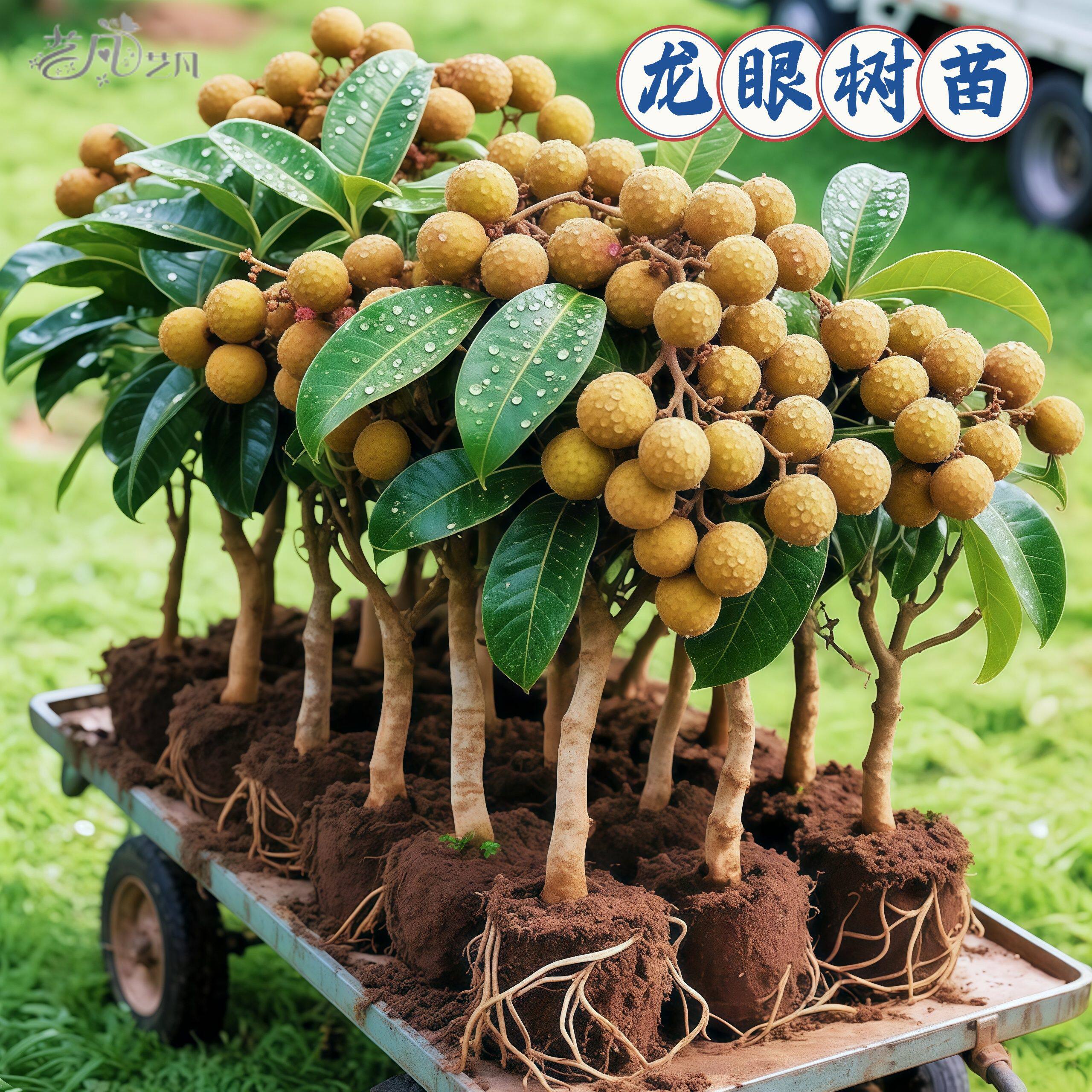 广西嫁接龙眼树苗储良石峡龙眼四季蜜龙眼桂圆苗盆地栽当年结果