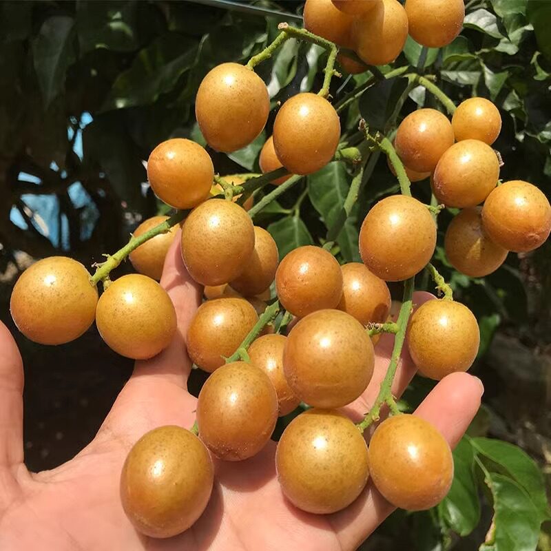 黄皮果树果苗纯甜正宗大苗带土带叶种植南方盆栽庭院地栽