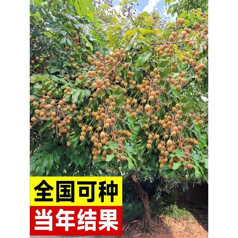 石峡龙眼树苖储良嫁接大桂圆树苗南北方四季种植盆栽地栽当年结果