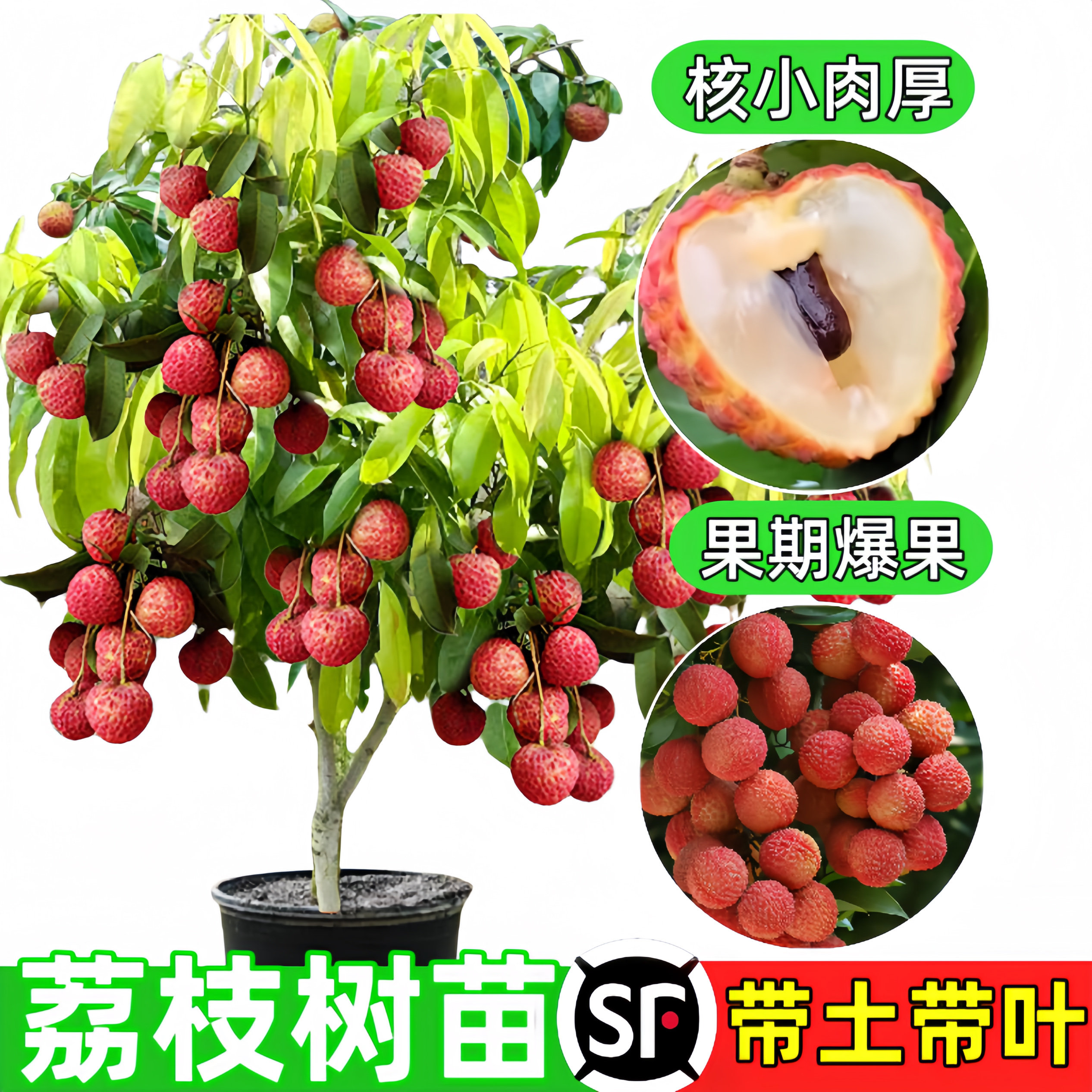 荔枝树苗嫁接水果树苗无核桂味糯米糍荔枝当年结果南北方盆栽大全