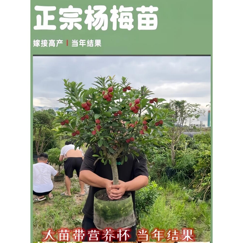 正宗浙江仙居特大东魁杨梅树树苗嫁接苗大果苗果树苗南方种植盆栽