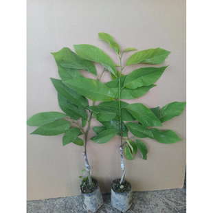 释迦果树苗 台湾番荔枝苗 番鬼荔枝嫁接当年结果南方种植盆栽果树