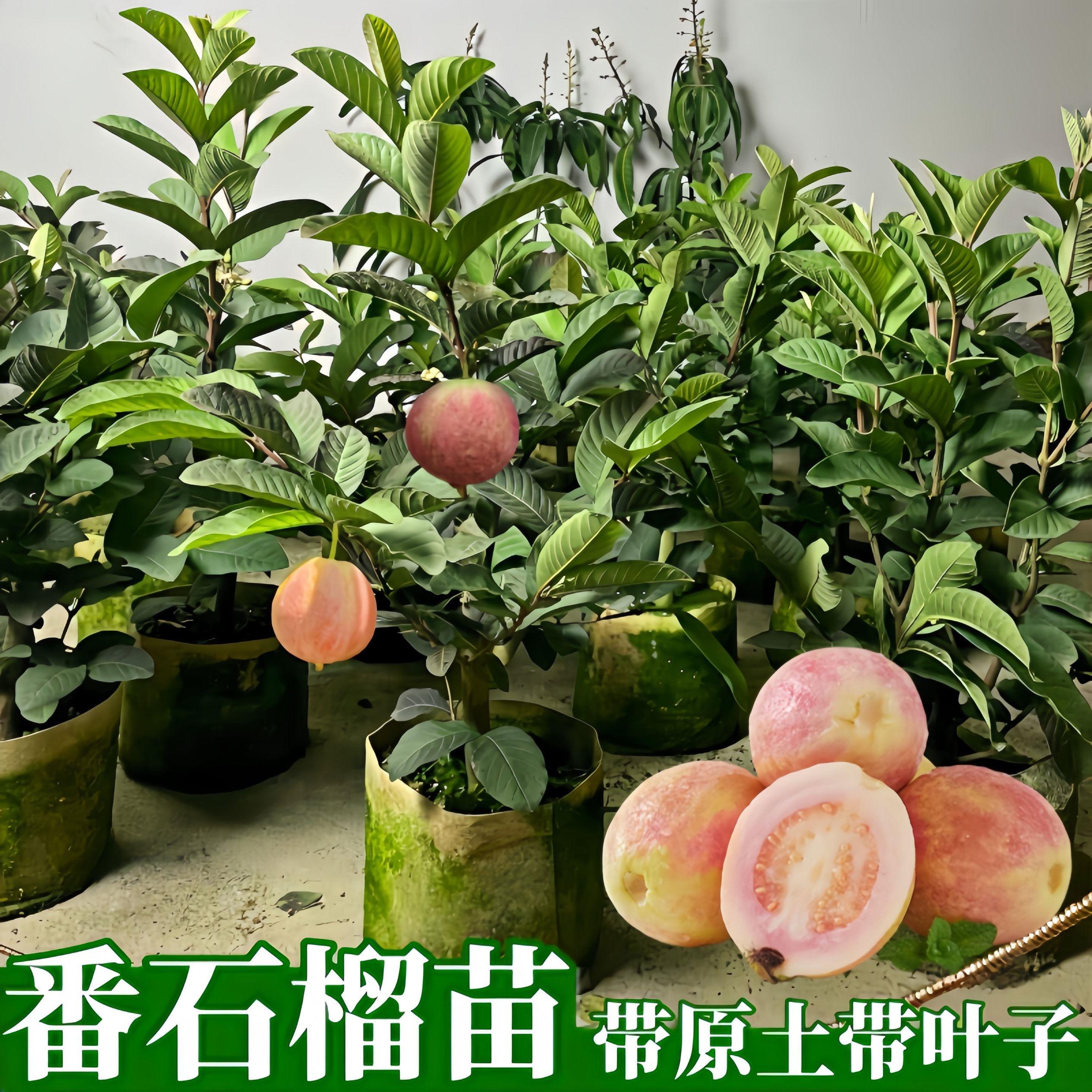 四季胭脂红番石榴树苗红宝石无籽红心珍珠芭乐嫁接果树苗当年结果