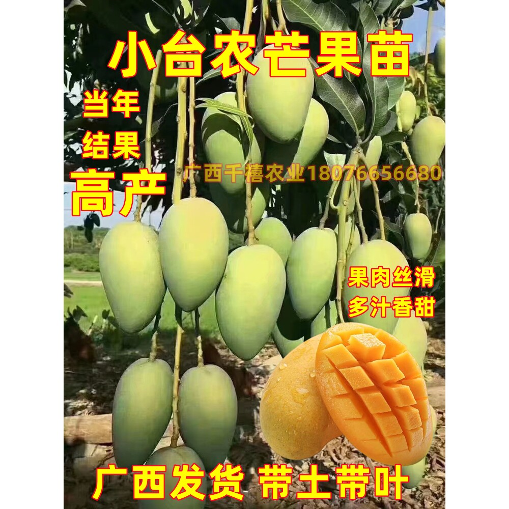 广西台农芒果苗正宗嫁接芒果树苗产量高结果快庭院阳台盆栽地栽