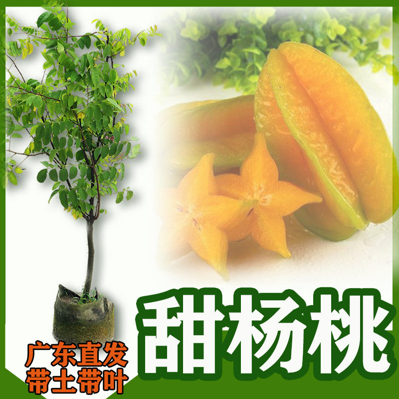 杨桃果树苗 台湾正宗四季甜脆红杨桃苗当年结果地栽盆栽南方种植