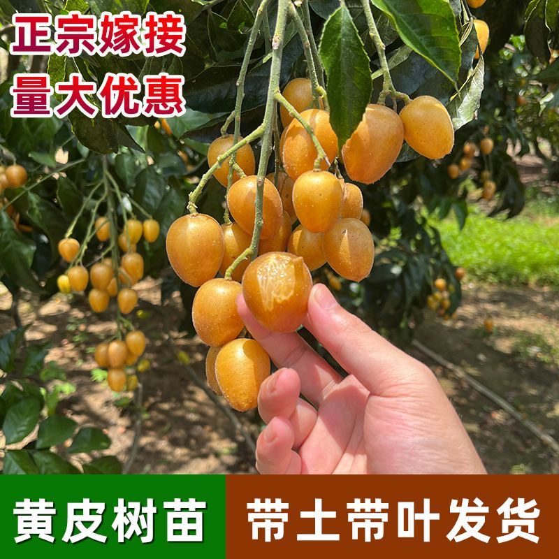 广西钦州黄皮树苗黑金刚黄皮无核黄皮南方种植