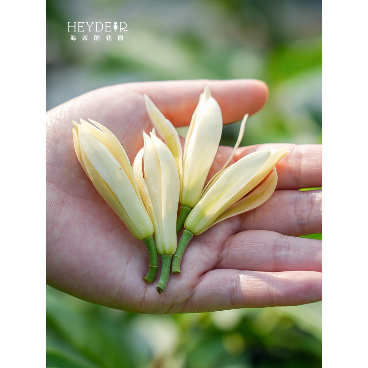 海蒂的花园旗舰店黄葛兰黄角兰白兰屋顶庭院植物香味花卉树苗盆栽