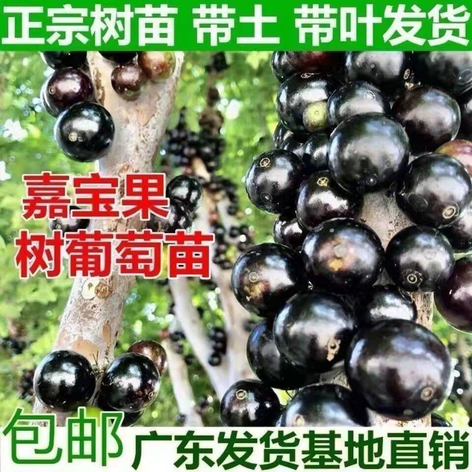 树葡萄嘉宝果苗树沙巴艾斯卡嘉宝果树南北方种植盆栽四季结果好养