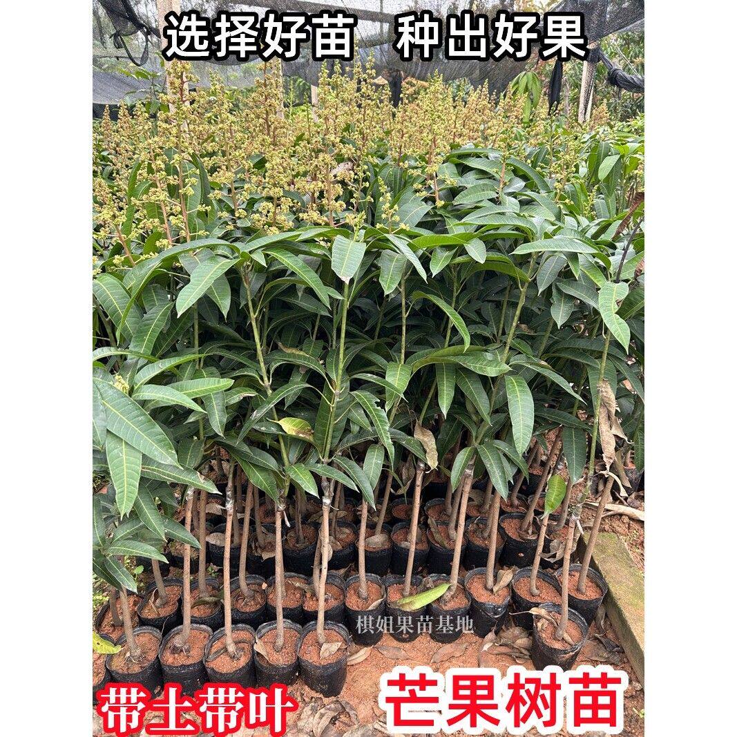 芒果树苗嫁接特大海南四季芒贵妃芒金煌芒果苗树矮化南方当年结果