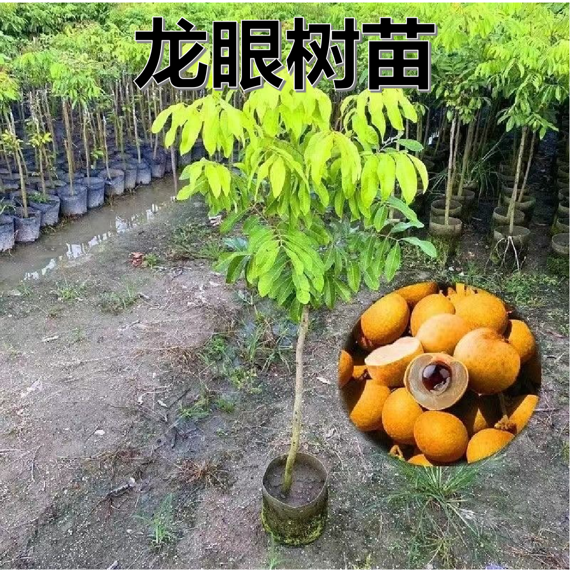 龙眼树苗嫁接盆栽水果树苗储量桂圆石峡南方四季种植地栽当年结果
