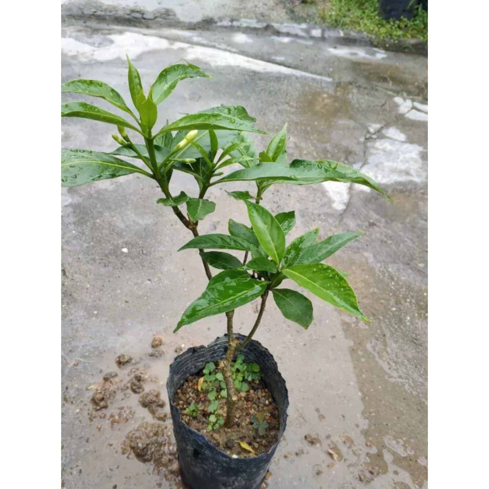 秋香花苗带土发货阳台庭院室外花卉植物狗牙花马蹄香树苗盆栽绿植