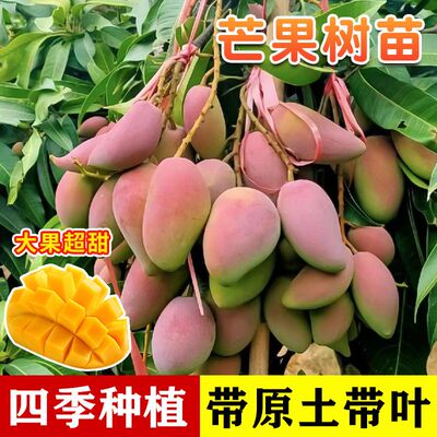 正宗广西芒果树苗嫁接金煌芒树苗四季芒贵妃芒果树苗盆栽庭院种植