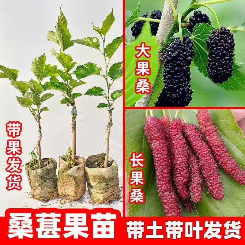 桑葚树果树果苗地盆栽南北方种植嫁接桑树苗当年结果原土带果发货