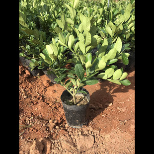 台湾四季无籽香水柠檬苗盆栽柠檬树苗柠檬苗四季结果当年结果树苗