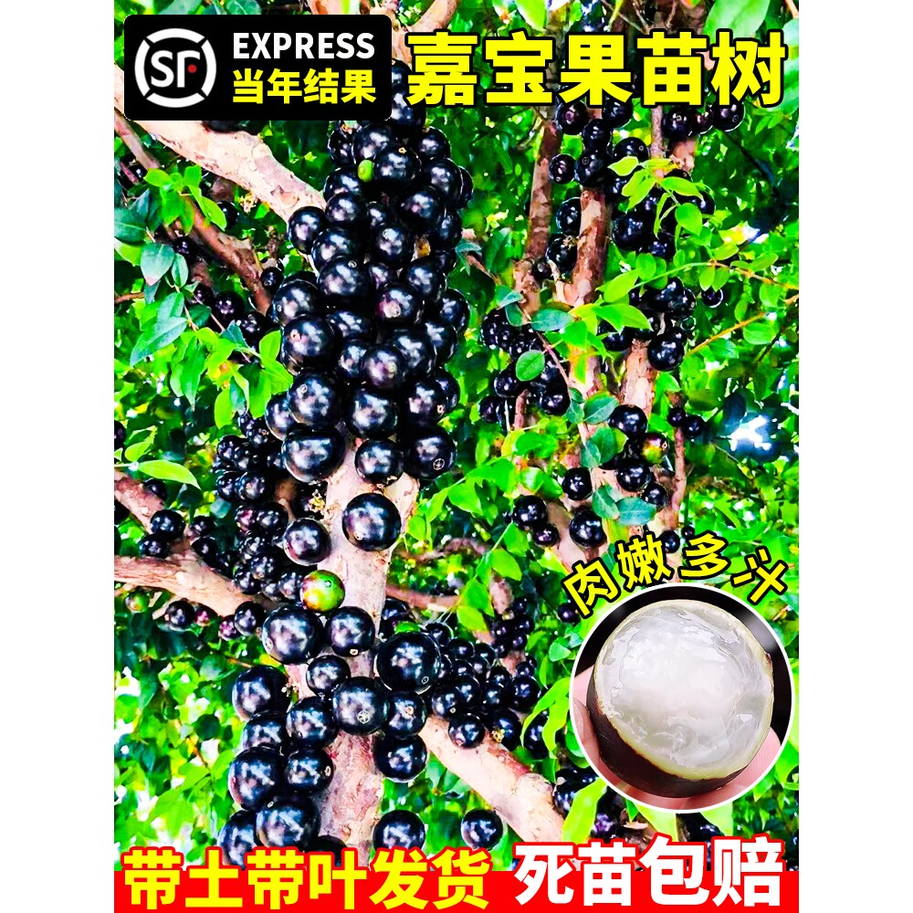 树葡萄苗果树嘉宝果苗正宗沙巴加宝果南北方四季庭院名贵种植盆栽