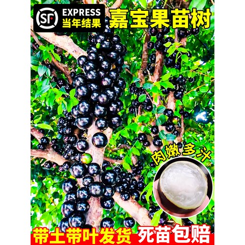 树葡萄苗果树嘉宝果苗正宗沙巴加宝果南北方四季庭院名贵种植盆栽
