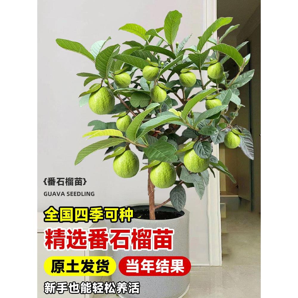 番石榴树果苗红心芭乐嫁接石榴水果树果苗南北方庭院种植四季结果