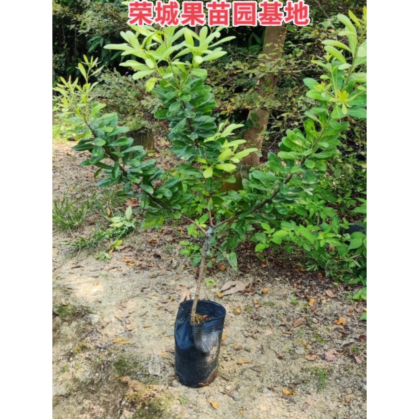 特大乌梅优品种乌酥杨梅树苗嫁接杨梅苗盆栽地栽南方果树庭院大苗
