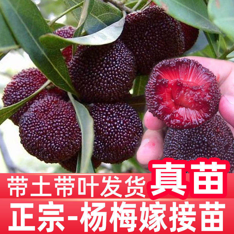 杨梅树树苗嫁接大果东魁杨梅王子安海早熟黑炭南北方种植当年结果