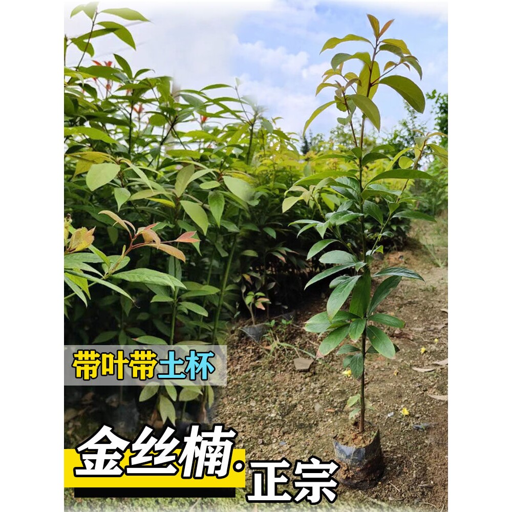名贵苗木金丝楠木树苗正宗海南沉香苗黄花梨小叶紫檀降香奇楠沉香