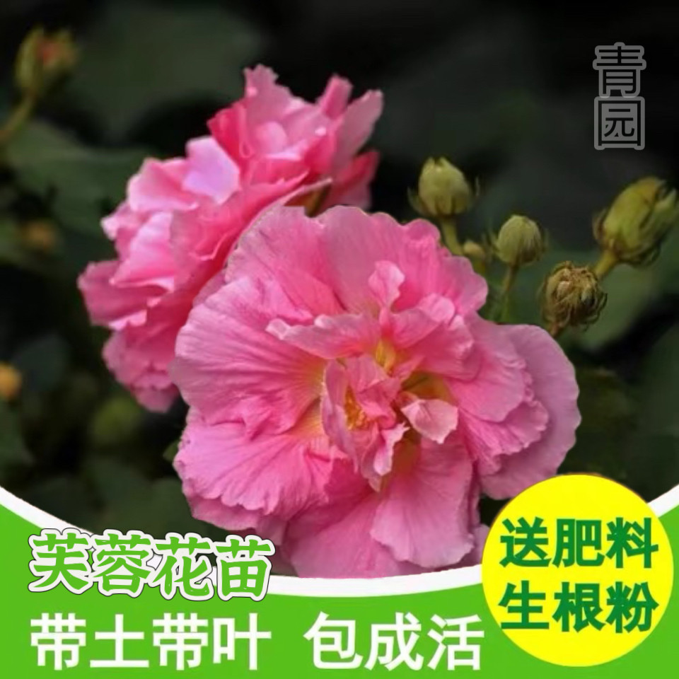 三色重瓣芙蓉花苗秋冬开花庭院阳台变色拒霜花木芙蓉花观赏苗包活