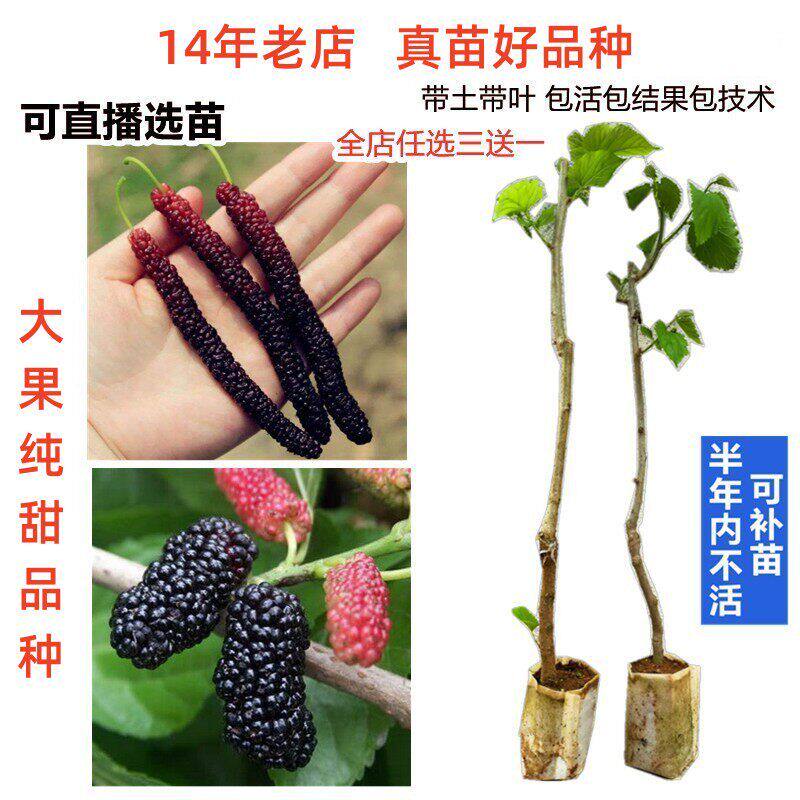 新品种大果紫金蜜桑甜长桑葚圆果桑嫁接果树苗盆栽地栽南方北方