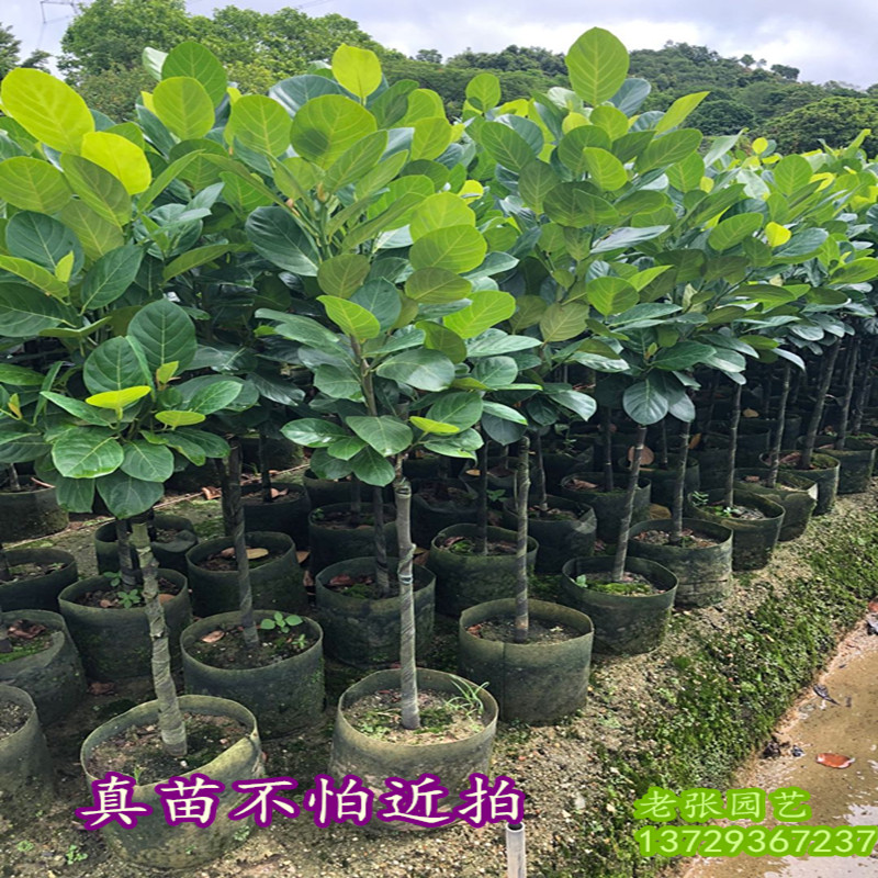 菠萝蜜树苗木菠萝广东南方果树苗带泥干包庭院黄肉海南嫁接苗盆栽