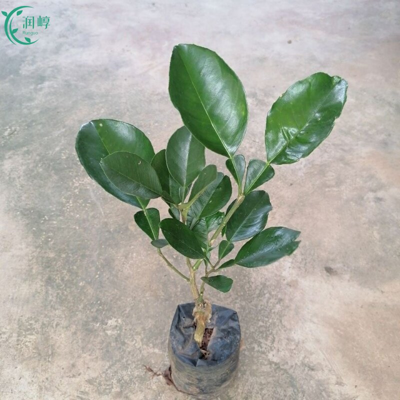矮化柚子树苗嫁接黄金柚水果苗当年开花结果南北方种植盆栽地栽苗