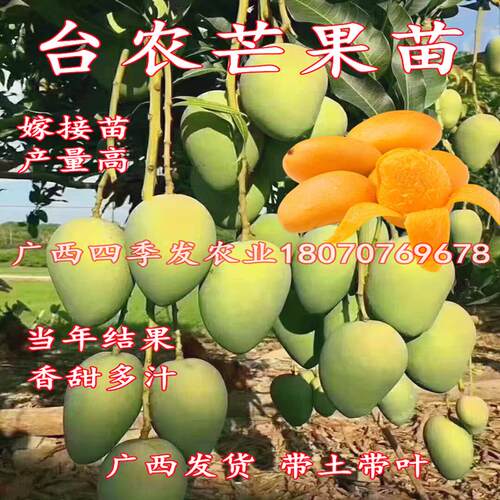 海南小台农芒果苗正宗嫁接芒果树苗当年结果阳台庭院盆栽芒果树苗