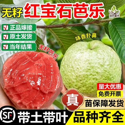 无籽红宝石番石榴嫁接果树苗奶油白心红心草莓芭乐盆地栽四季结果