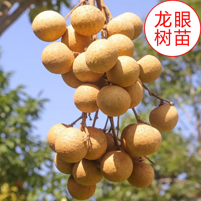 广东石硖龙眼果树苗嫁接四季龙眼果苗桂圆果苗庭院地盆栽桂圆果苗